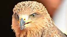 Schwarzmilan (13).jpg